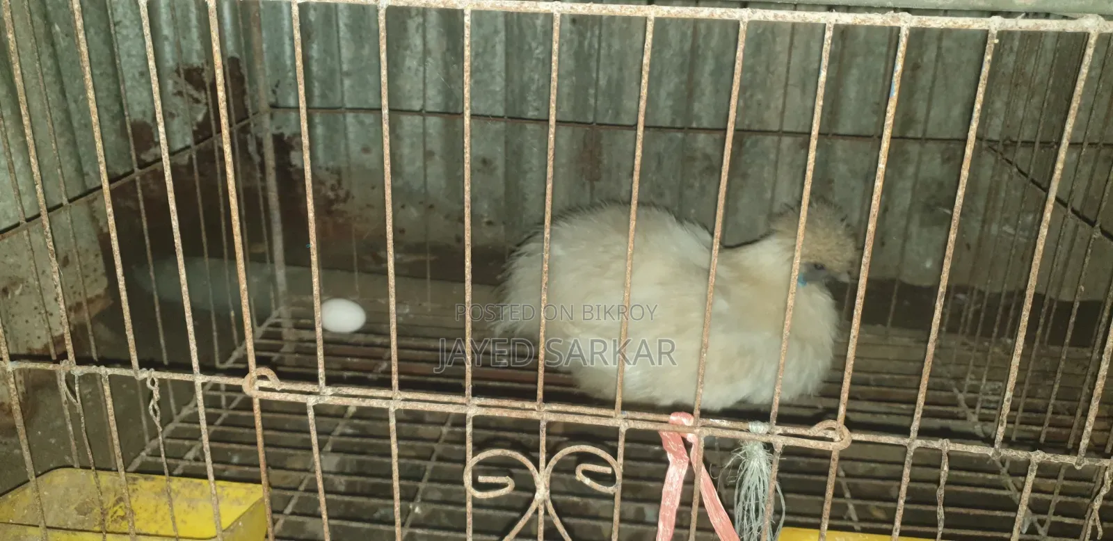 ডিম পাড়া নিউ রানিং সিল্কি মুরগী