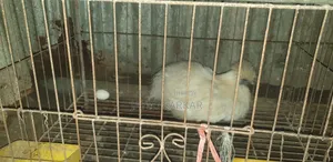 ডিম পাড়া নিউ রানিং সিল্কি মুরগী