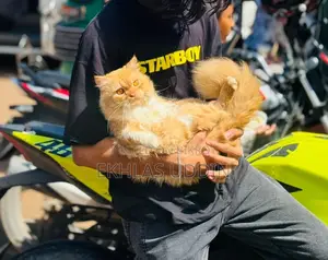 1+ Year Male Purebred Persian