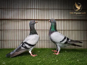 Racer Pair