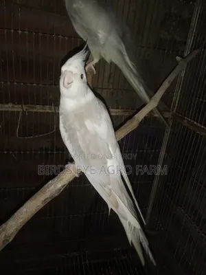 Cockatiel Bird