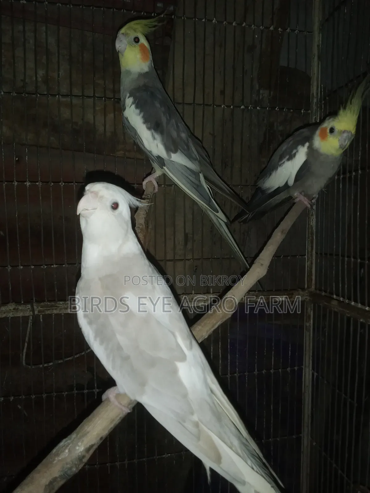 Cockatiel Bird