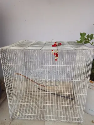 Bird Cage