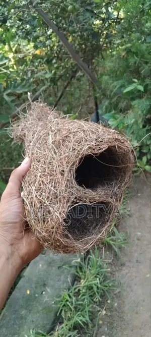 Original Babui Bird Nest