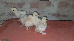 সিল্কি এবং সুলতান বেবি'স