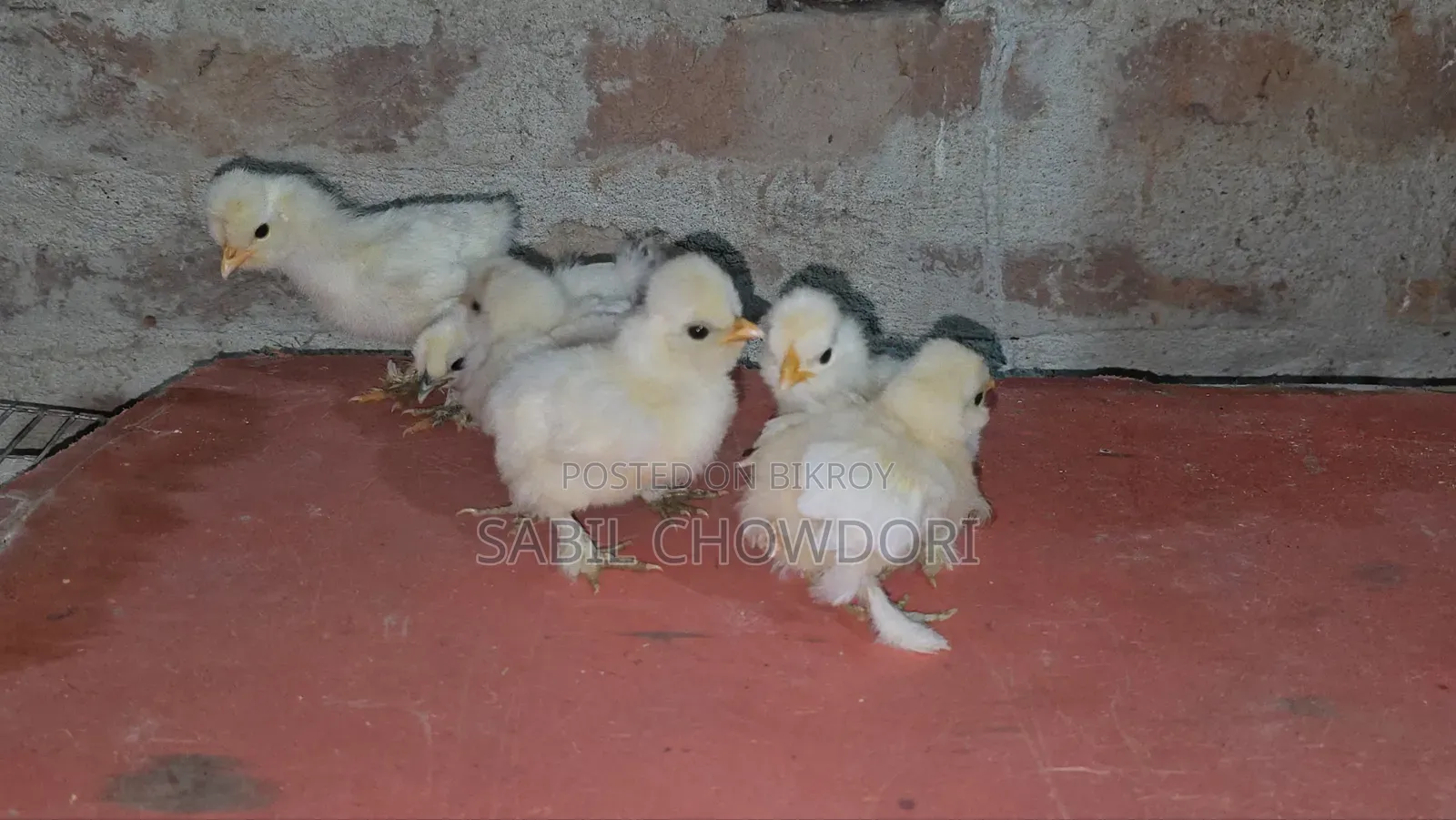 সিল্কি এবং সুলতান বেবি'স