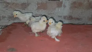 সিল্কি এবং সুলতান বেবি'স