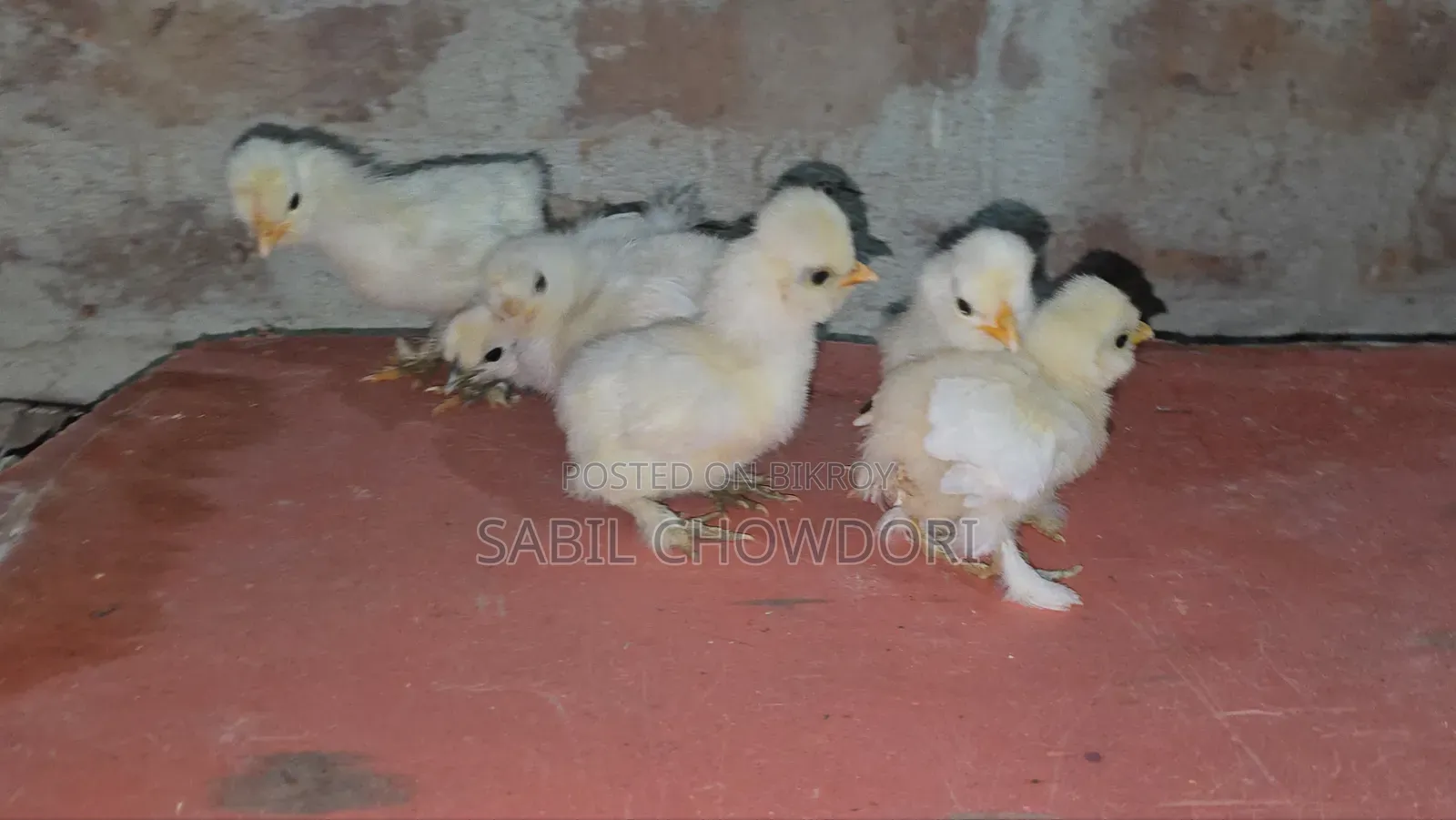 সিল্কি এবং সুলতান বেবি'স