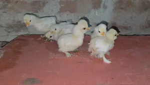 সিল্কি এবং সুলতান বেবি'স