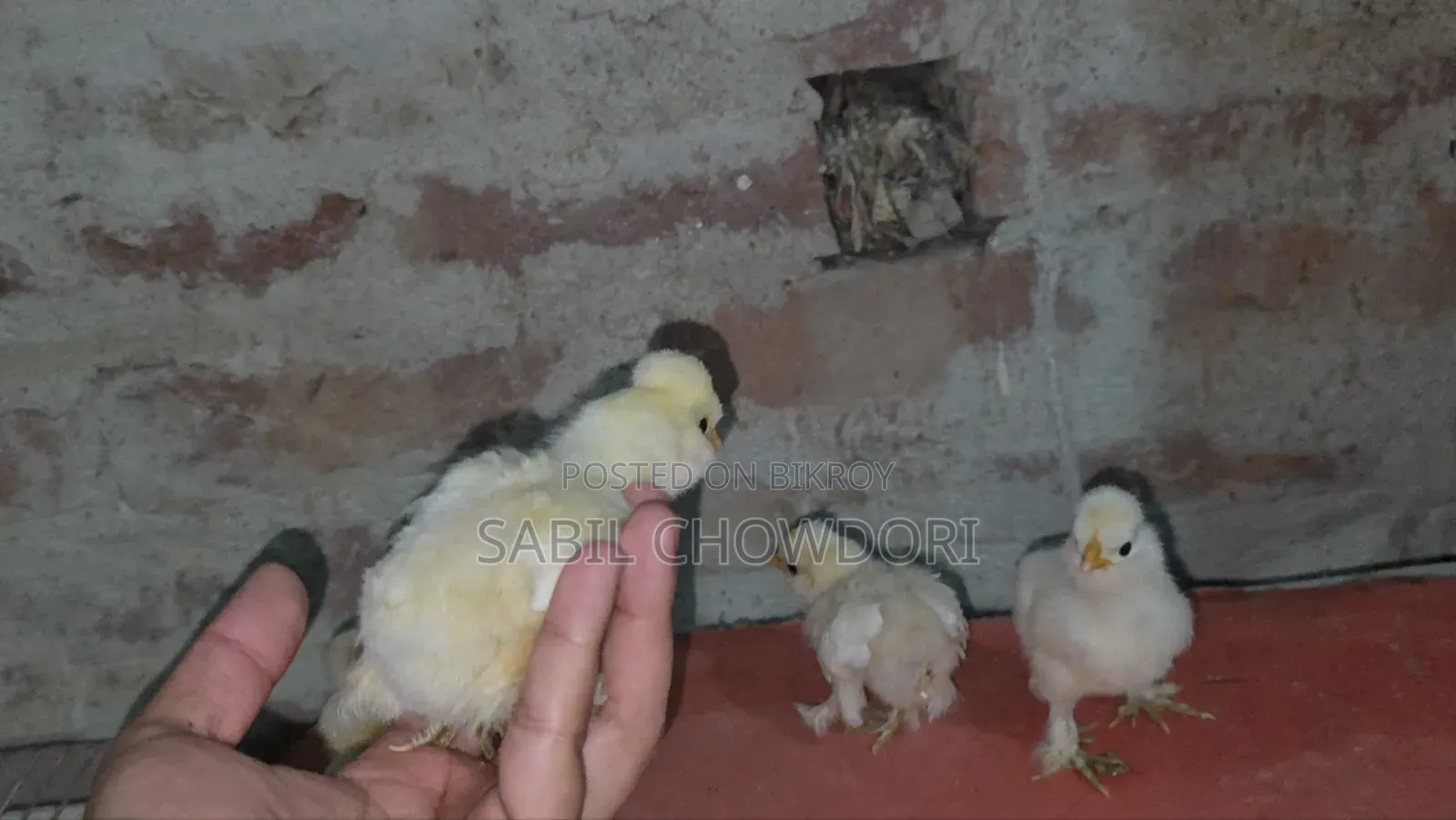 সিল্কি এবং সুলতান বেবি'স