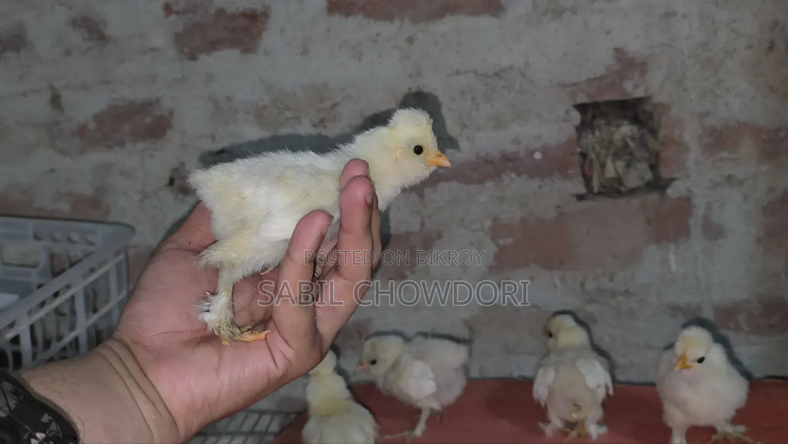 সিল্কি এবং সুলতান বেবি'স
