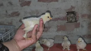 সিল্কি এবং সুলতান বেবি'স