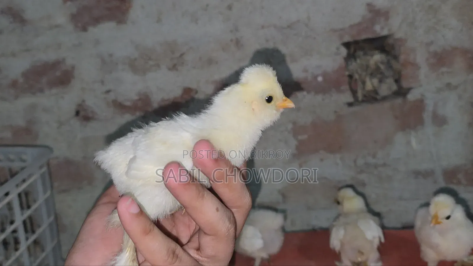 সিল্কি এবং সুলতান বেবি'স