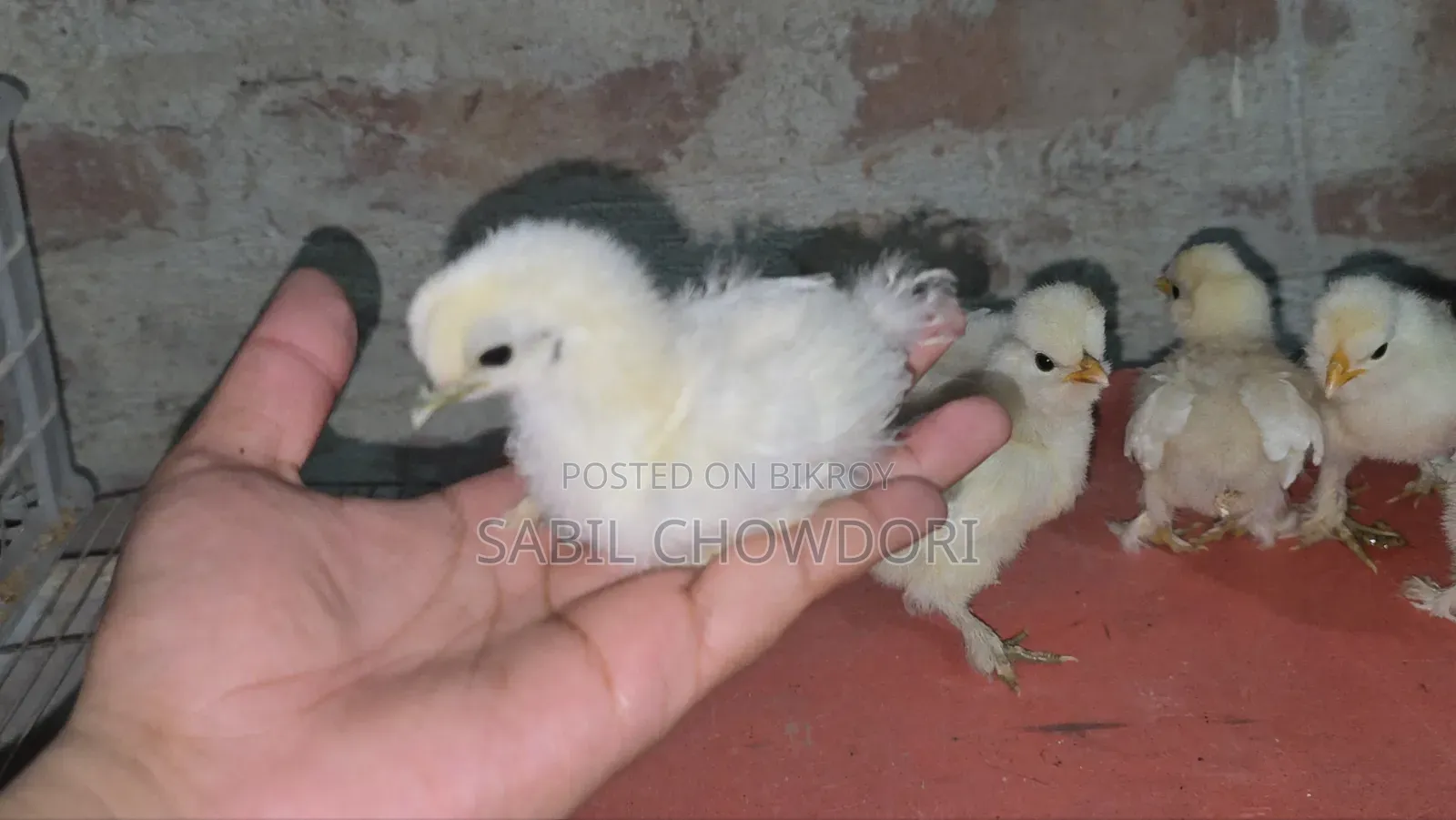 সিল্কি এবং সুলতান বেবি'স