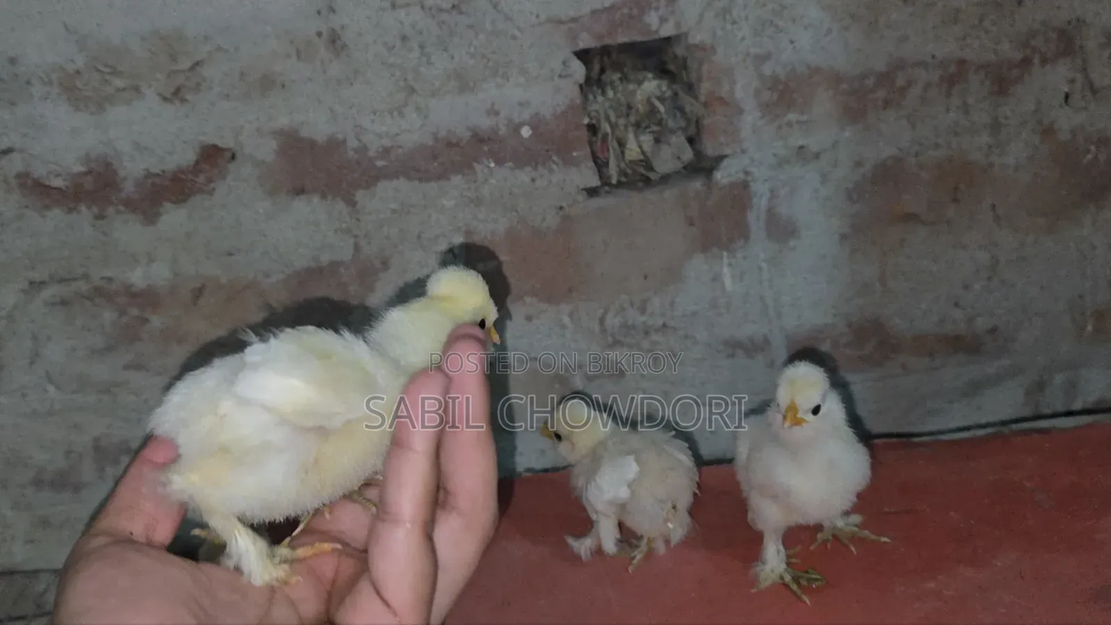 সিল্কি এবং সুলতান বেবি'স