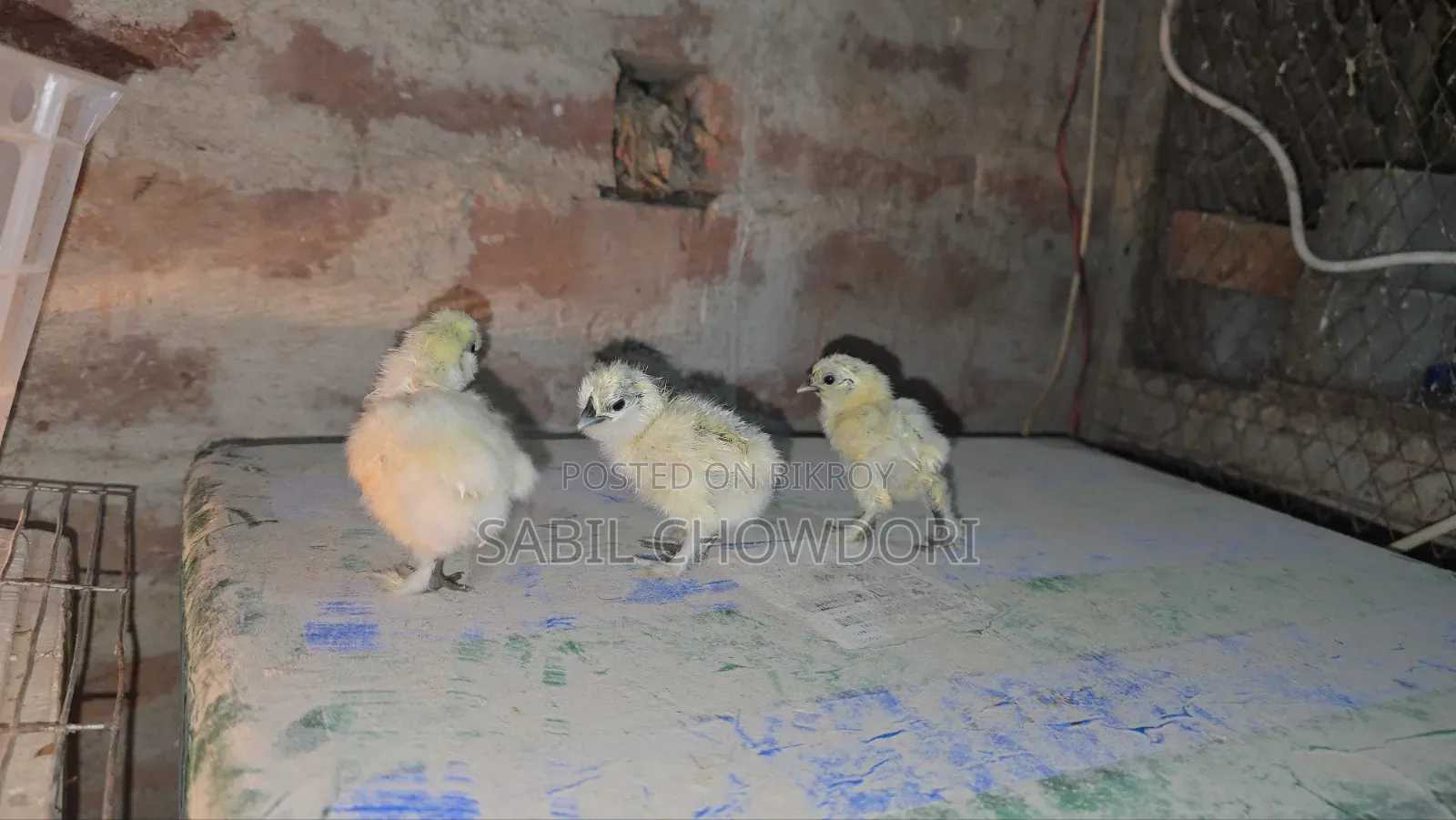 সিল্কি এবং সুলতান বেবি'স