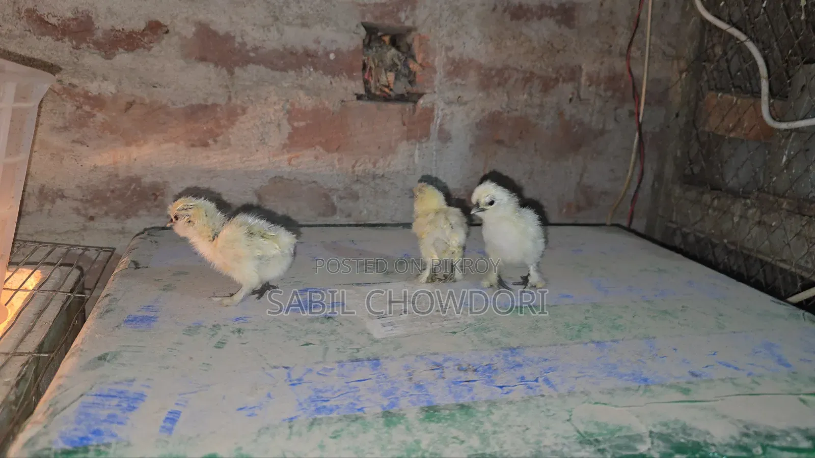 সিল্কি এবং সুলতান বেবি'স