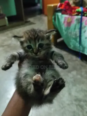 0-1 Month Female Mixed Breed Cat