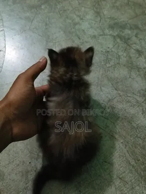 0-1 Month Female Mixed Breed Cat