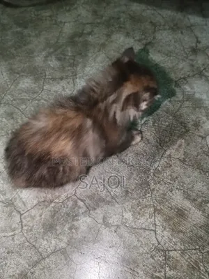 0-1 Month Female Mixed Breed Cat