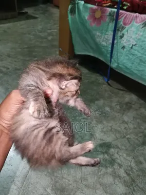 0-1 Month Female Mixed Breed Cat