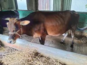 শাহিওয়াল জার্সি ক্রস গাভি