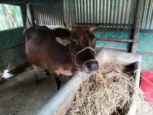 শাহিওয়াল জার্সি ক্রস গাভি