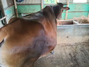 শাহিওয়াল জার্সি ক্রস গাভি