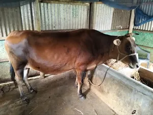 শাহিওয়াল জার্সি ক্রস গাভি