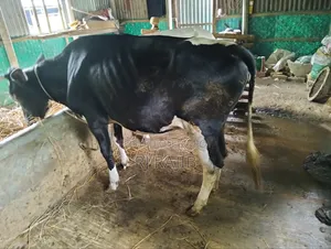ফ্রিজিয়ান বকনা