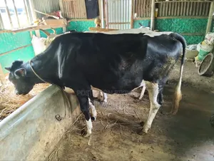 ফ্রিজিয়ান বকনা