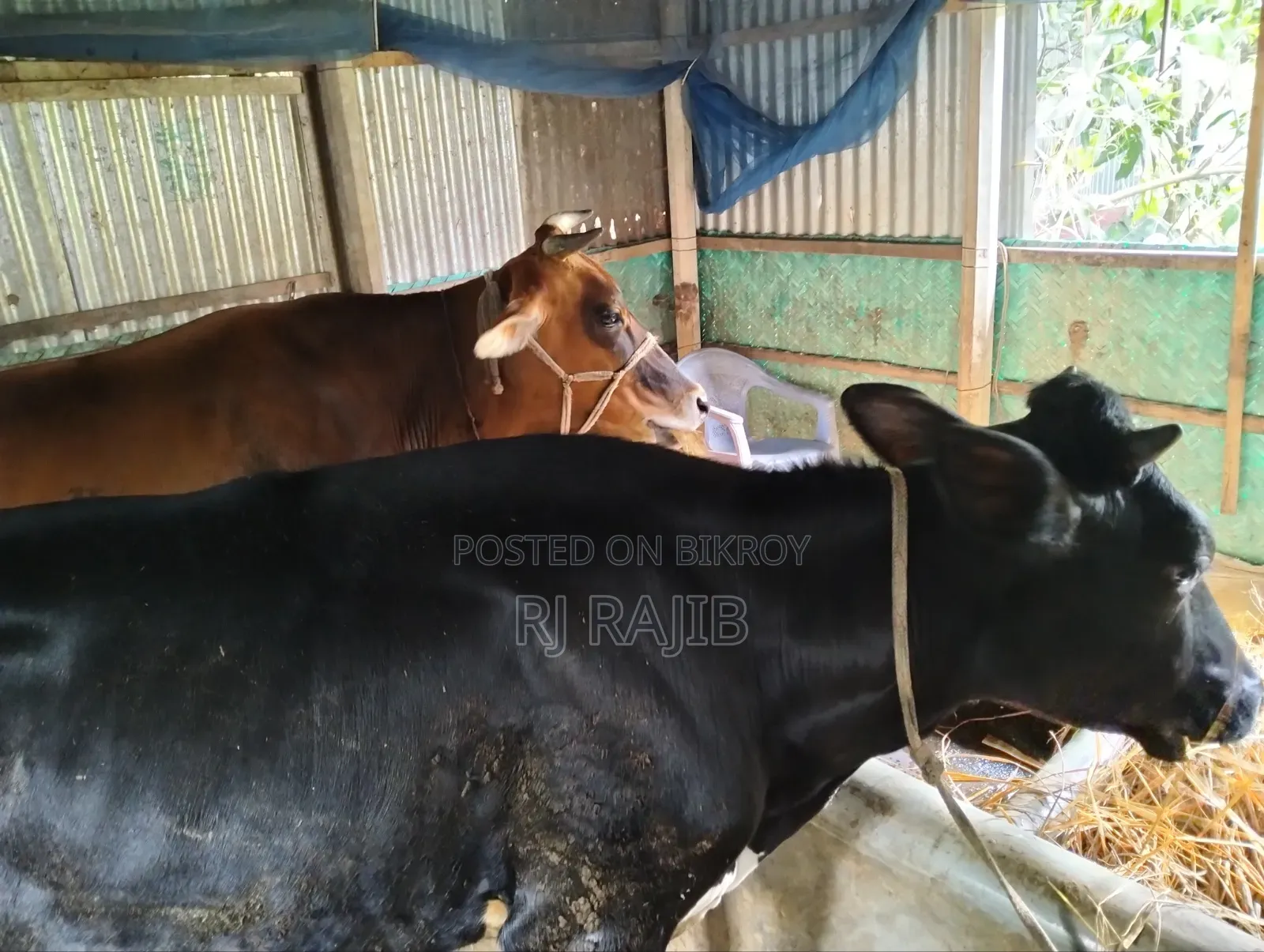 ফ্রিজিয়ান বকনা