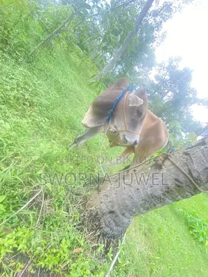 ২৮৬শতাংশ /১৭৩.০৯ কাঠা জায়গা আর্জেন্ট বিক্রি করা হবে।