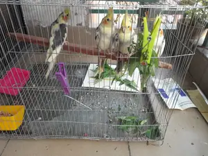 ককটেল পাখি