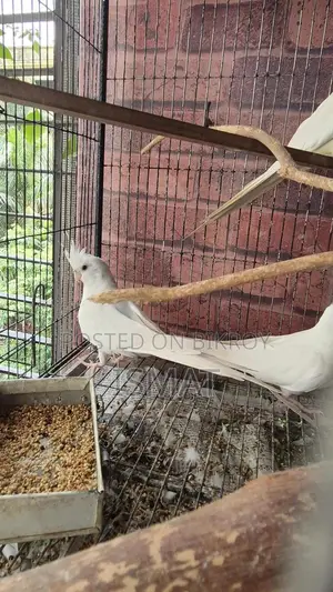 Cockatiel Bird