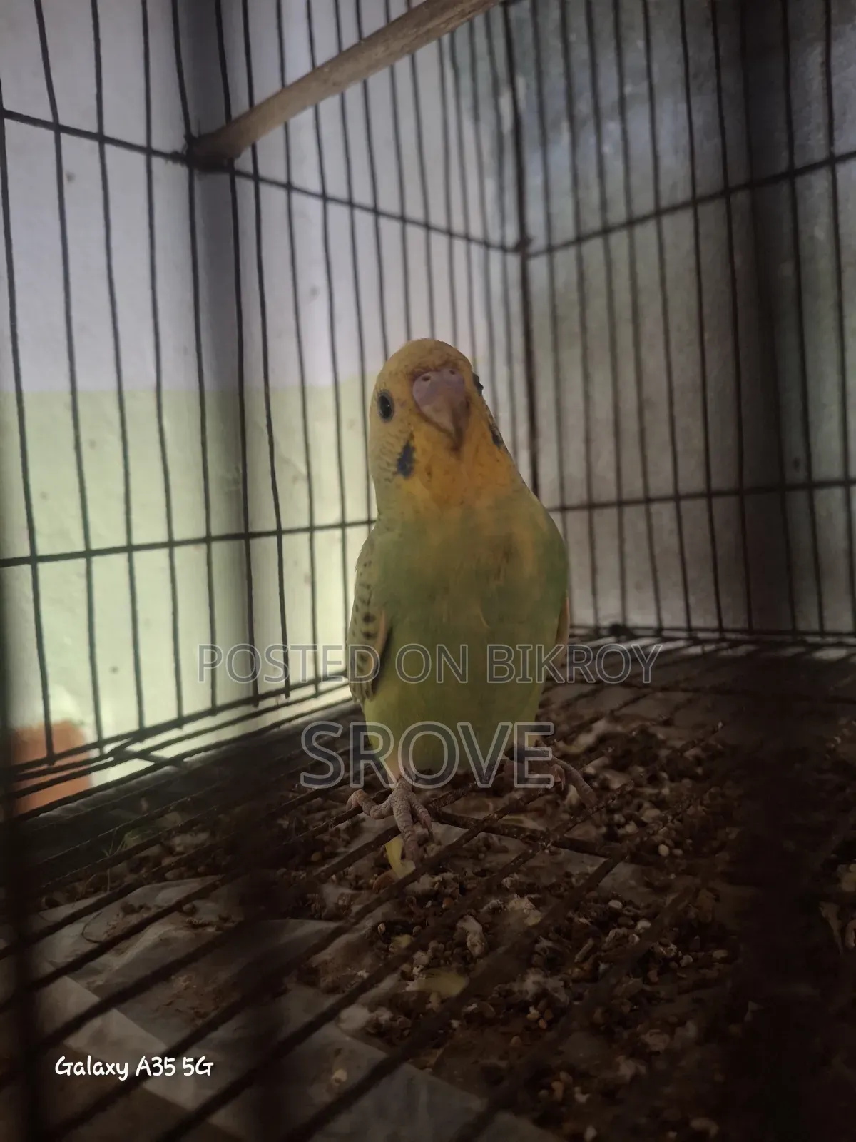 Budgerigar Birds
