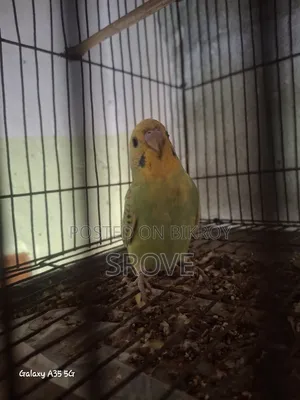 Budgerigar Birds