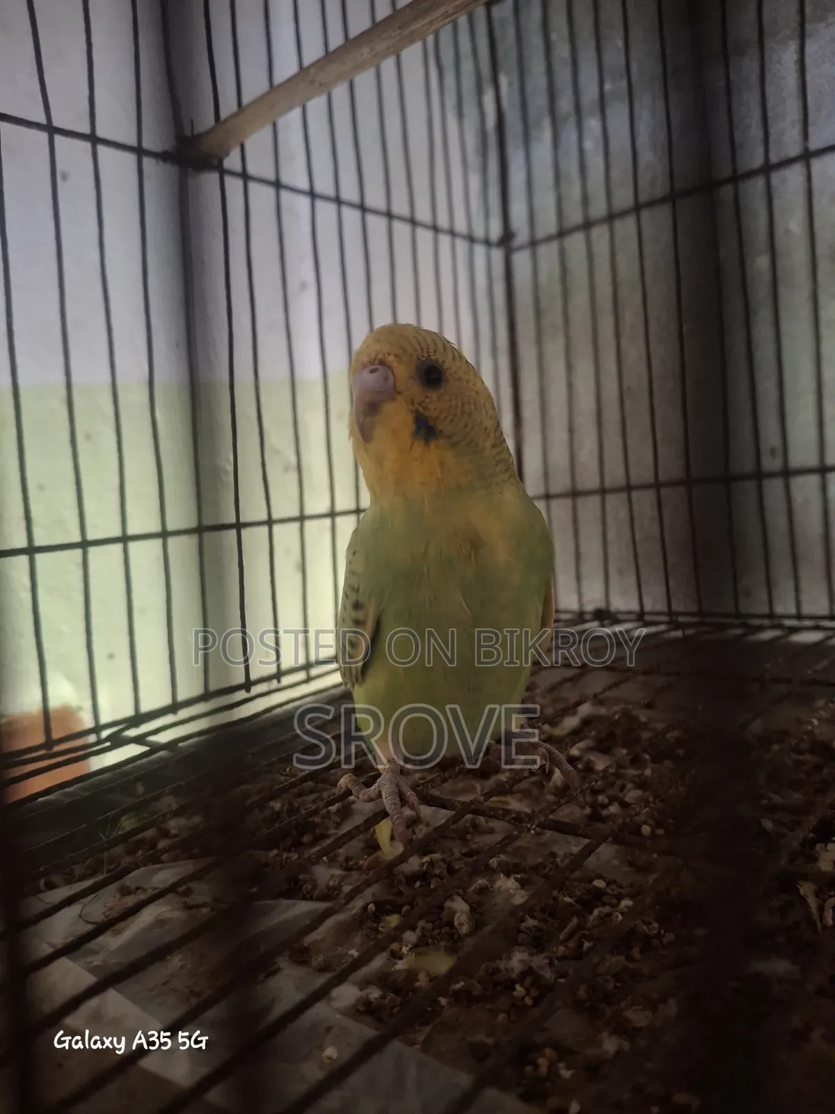 Budgerigar Birds