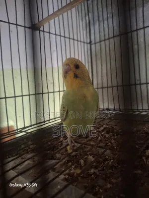 Budgerigar Birds