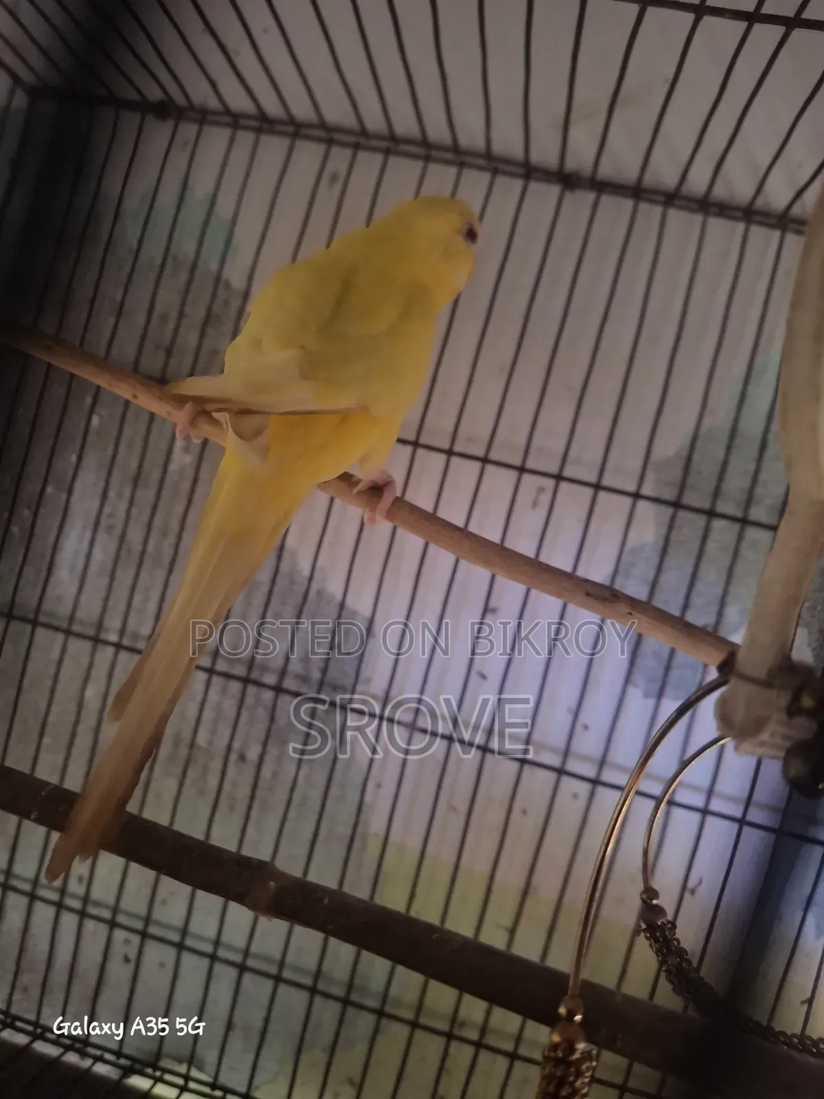 Budgerigar Birds
