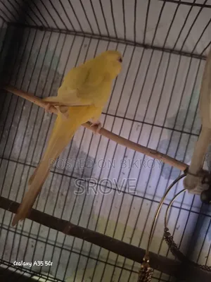 Budgerigar Birds
