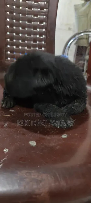 ০-১ মাসের স্ত্রী বিশুদ্ধ গ্রেট ডেন