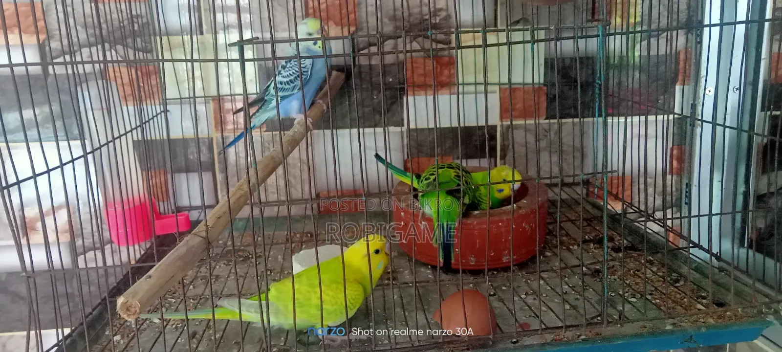 A pair of baby budgie birds will be sold.