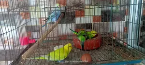 A pair of baby budgie birds will be sold.