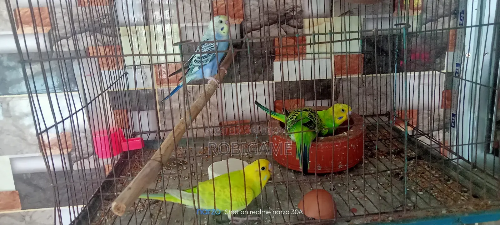 A pair of baby budgie birds will be sold.