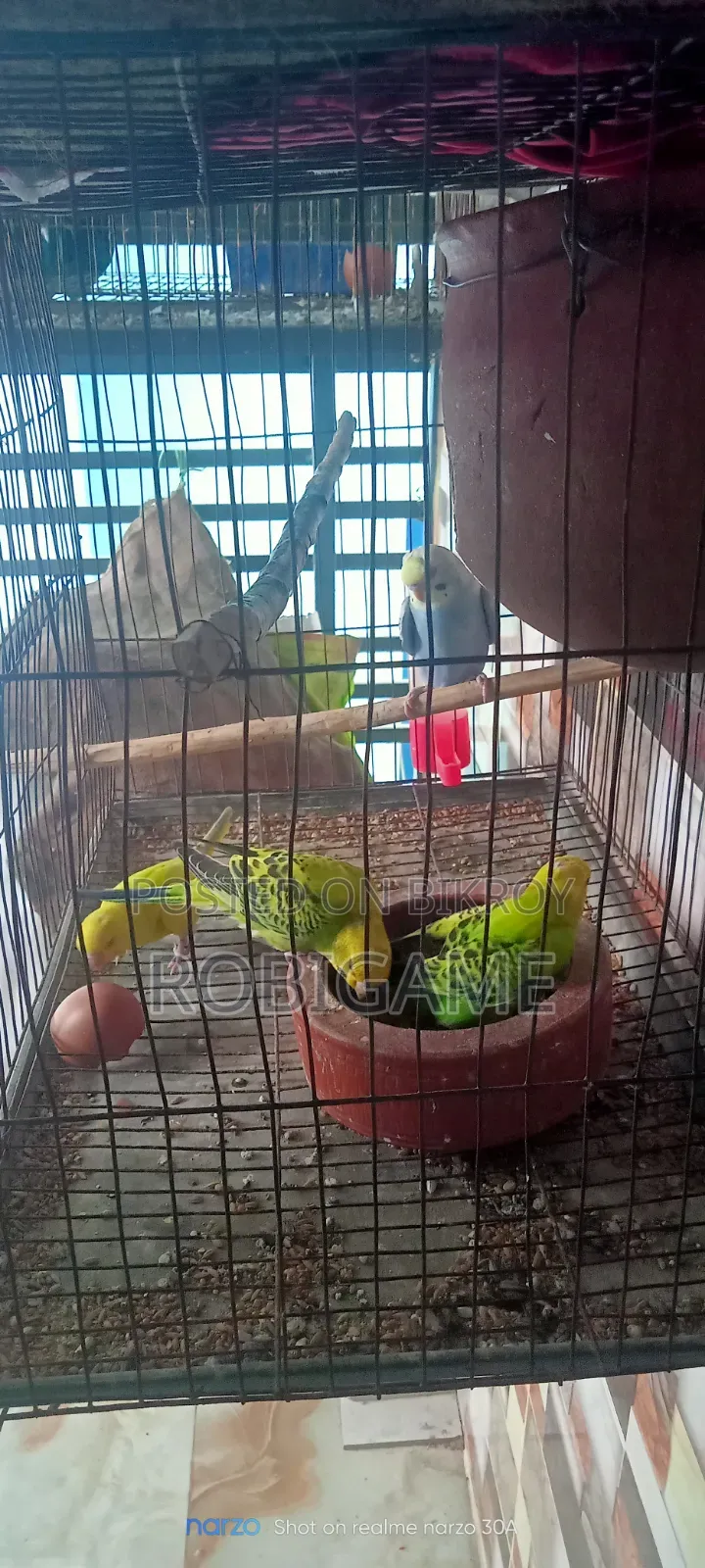 A pair of baby budgie birds will be sold.