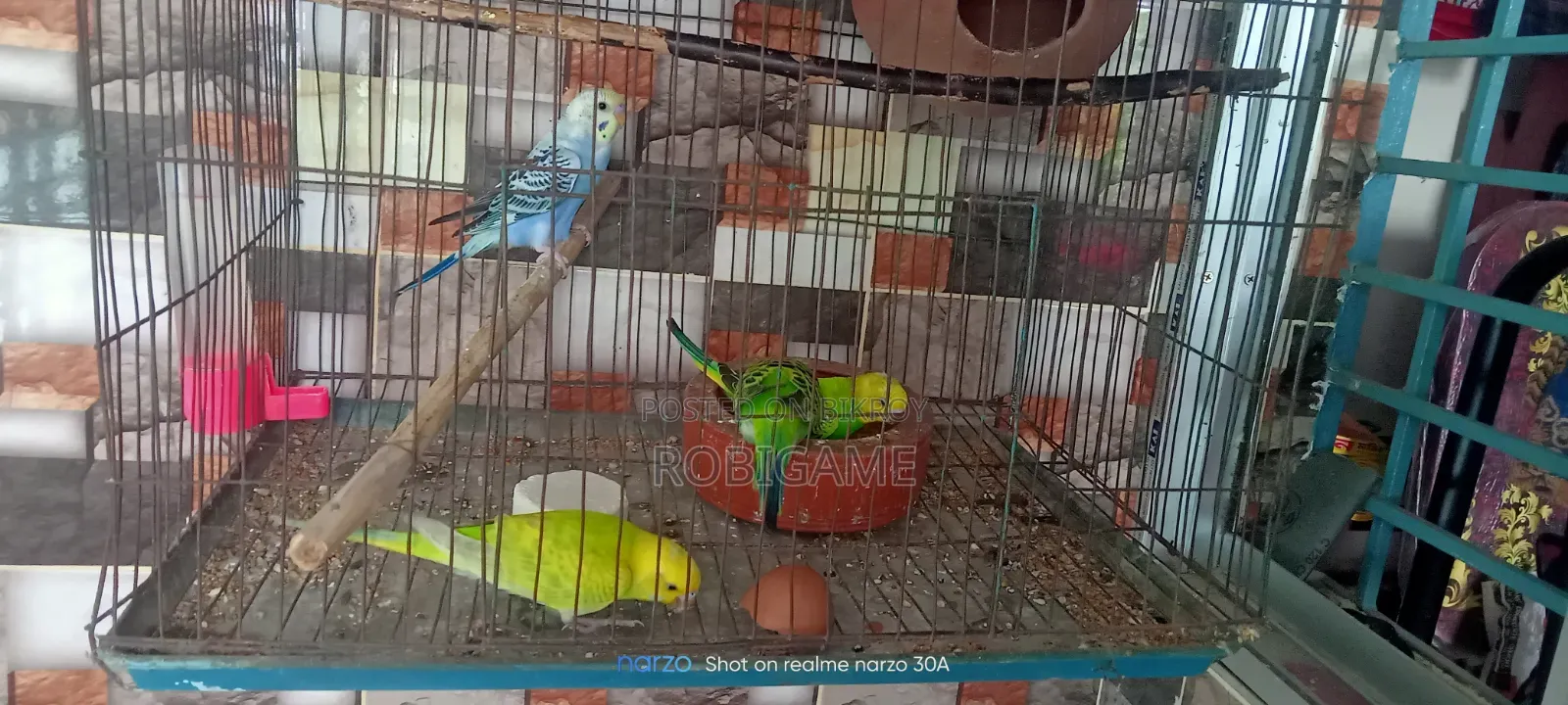 A pair of baby budgie birds will be sold.