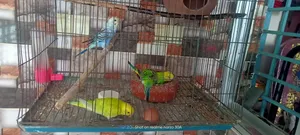 A pair of baby budgie birds will be sold.