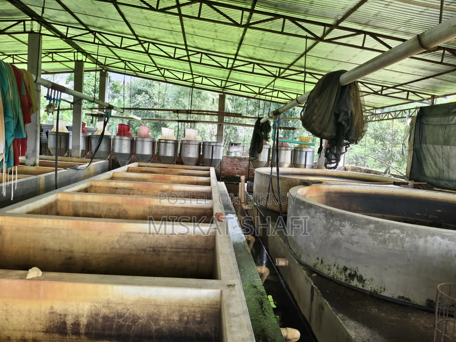 মাছের হ্যাচারি