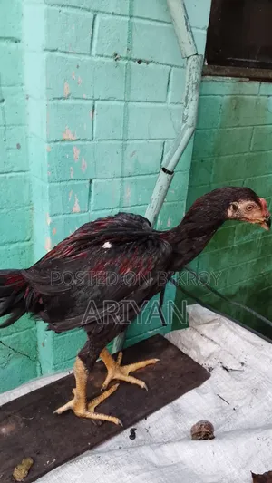 ফাইটার মোরগ